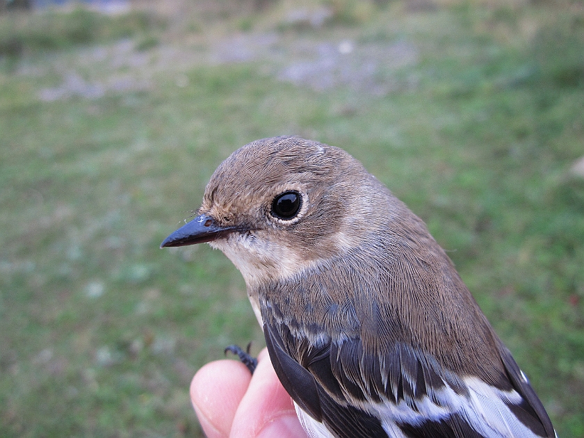 Collared Flycatcher, Sundre 20120829